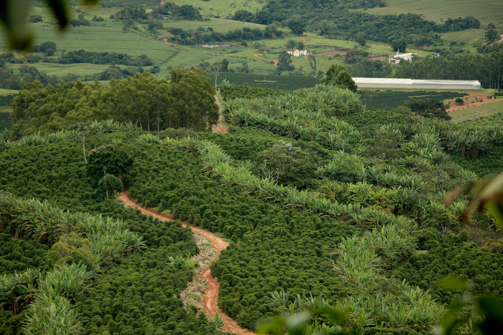 Nobletree Coffee and Farms, Catucaí 2SL, Honey Process, Microlot #363010-SB