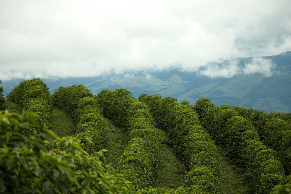 Nobletree Coffee and Farms, Yellow Catuaí, Natural Fermented, Microlot #403016-SB